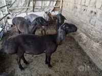 Widder, Rhon sheep — Foto 8