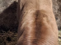 सांड, Simmental cattle — फ़ोटो 4
