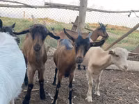 बकरी, Alpine goat — फ़ोटो 7
