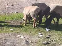 Schaf, Tian-Shan semifinewool sheep — Foto 8