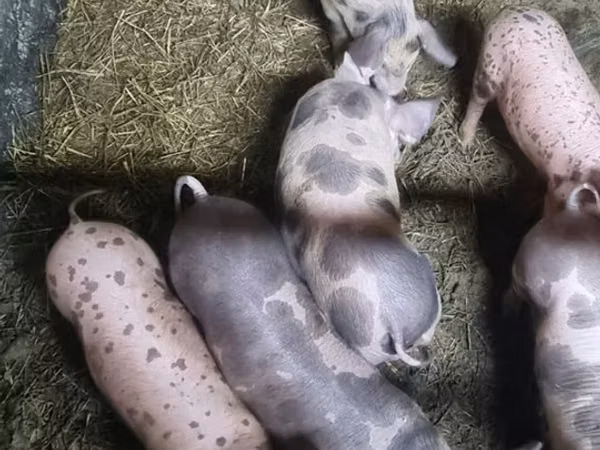 母猪, Pigs