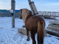 Hengst, Yakutian horse — Foto 1