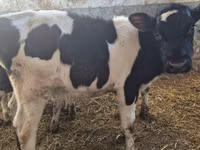 सांड, Russian Black pied cattle — फ़ोटो 1
