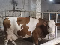 सांड, Simmental cattle — फ़ोटो 7