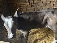 Kuh, Holstein-Rasse — Foto 2