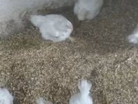 Chickens — Foto 2