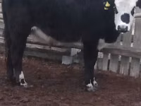 公牛, Hereford — 照片 2
