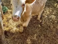 公牛, Simmental cattle — 照片 8
