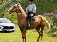 Caballo, Caballos — foto 1