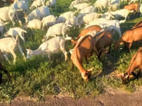 عنزة, Saanen goat — الصورة 2