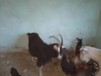 बकरा, Alpine goat — फ़ोटो 6