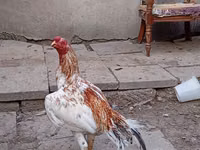 Chickens — 照片 1