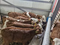 Bulle, Simmental cattle — Foto 2