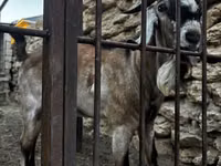 母山羊, Nubian Goat — 照片 3