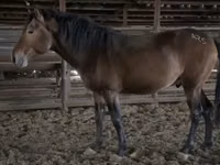 Caballo, Kazakh horse — foto 2