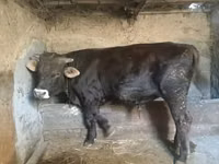 公牛, Swiss cattle — 照片 1