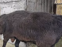 كبش, Hissar sheep — الصورة 7