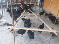 Chickens — Foto 1