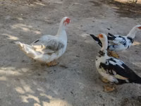 pato criollo doméstico — foto 2