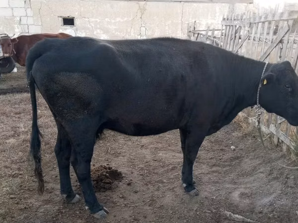 गाय, Latvian Blue cattle — कज़ाखस्तान