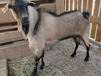 عنزة, Alpine goat — الصورة 2