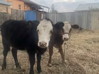 Kuh, Russian Black pied cattle — Foto 5