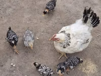 Chickens — الصورة 6