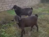 बकरी, बकरियाँ — फ़ोटो 3