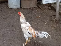 Chickens — Foto 6