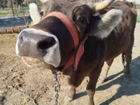 Vaca, Swiss cattle — foto 2