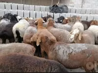 كبش, الأغنام — الصورة 1