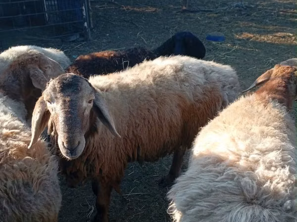 Widder, Arashan sheep