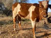 Vaca, Ganado vacuno — foto 3