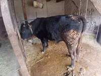 Vaca, Ganado vacuno — foto 1