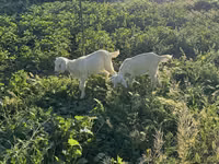 母山羊, Saanen goat — 照片 2