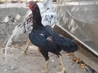 Chickens — Foto 1