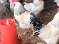Adler Silver — Foto 3