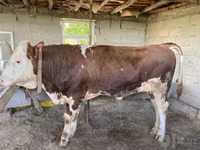 Bulle, Simmental cattle — Foto 4