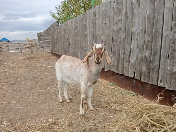 Ziegenbock, Nubian Goat — Kasachstan