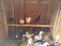 Chickens — 5-сурет
