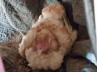 Chickens — photo 3