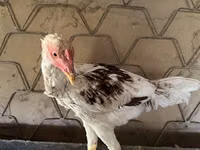 Chickens — الصورة 2