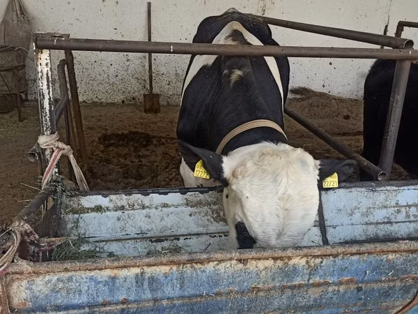 Toro, Raza Holstein