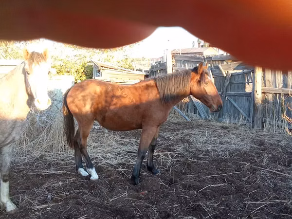 حصان, Tiger horse