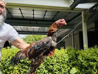 Chickens — الصورة 6