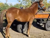 Stute, Hungarian horse breed — Foto 2
