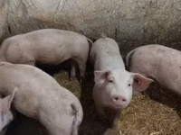 公猪, Pigs — 照片 5