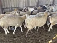 母羊, Sheep — 照片 7