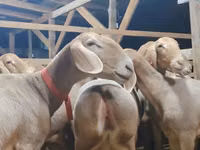 Widder, Arashan sheep — Foto 2