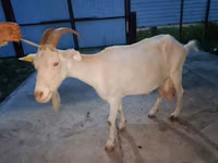 母山羊, Goats — 照片 1